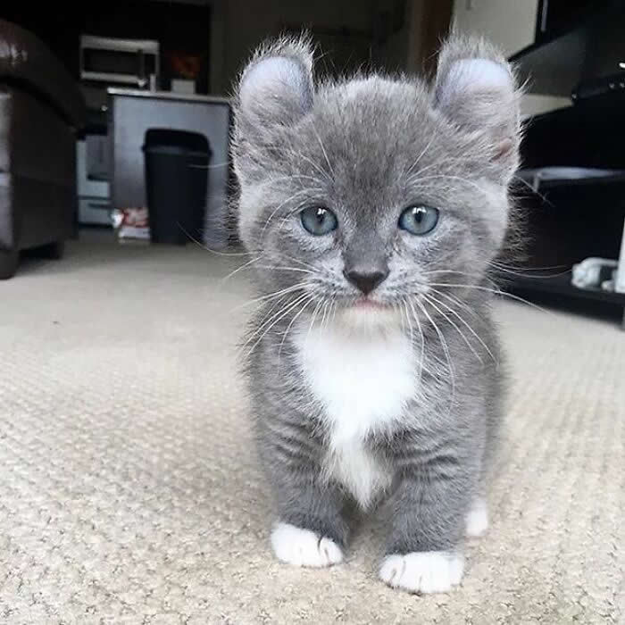A tiny gray-and-white kitten with oversized ears, bright curious eyes, and little white paws sits on a carpet, looking straight at the camera with an innocent and heartwarming expression.