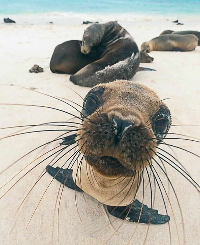 A curious sea lion leans close to the camera on a sandy beach, its whiskers filling the frame while several other sea lions rest peacefully in the background near the shore.