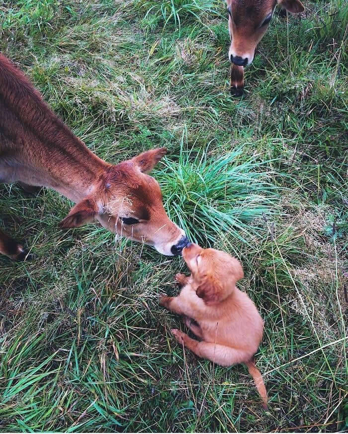 A small golden puppy sits in the grass and gently touches noses with a young calf, while another calf stands nearby, creating a soft and heartwarming moment of curiosity and friendship.