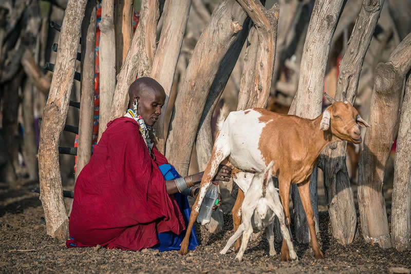 Inside Tanzania: Vlad Cioplea’s Remarkable Journey Among Three Indigenous Tribes 35 Indigenous Tribes of Tanzania by Vlad Cioplea