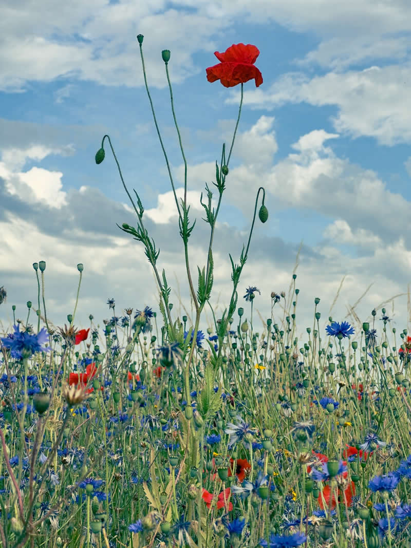 iPhone Photography Awards 2026: 40 Winners That Prove Vision Matters More Than Gear 70 Nature: 3rd Place Winner by Paul Kitcatt, United Kingdom - iPhone Photography Awards 2026 Winners