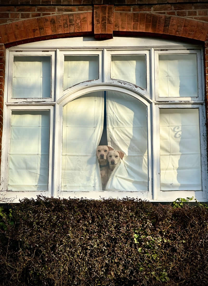 iPhone Photography Awards 2026: 40 Winners That Prove Vision Matters More Than Gear 50 Animals: 1st Place Winner by Peter Crome, United Kingdom - iPhone Photography Awards 2026 Winners