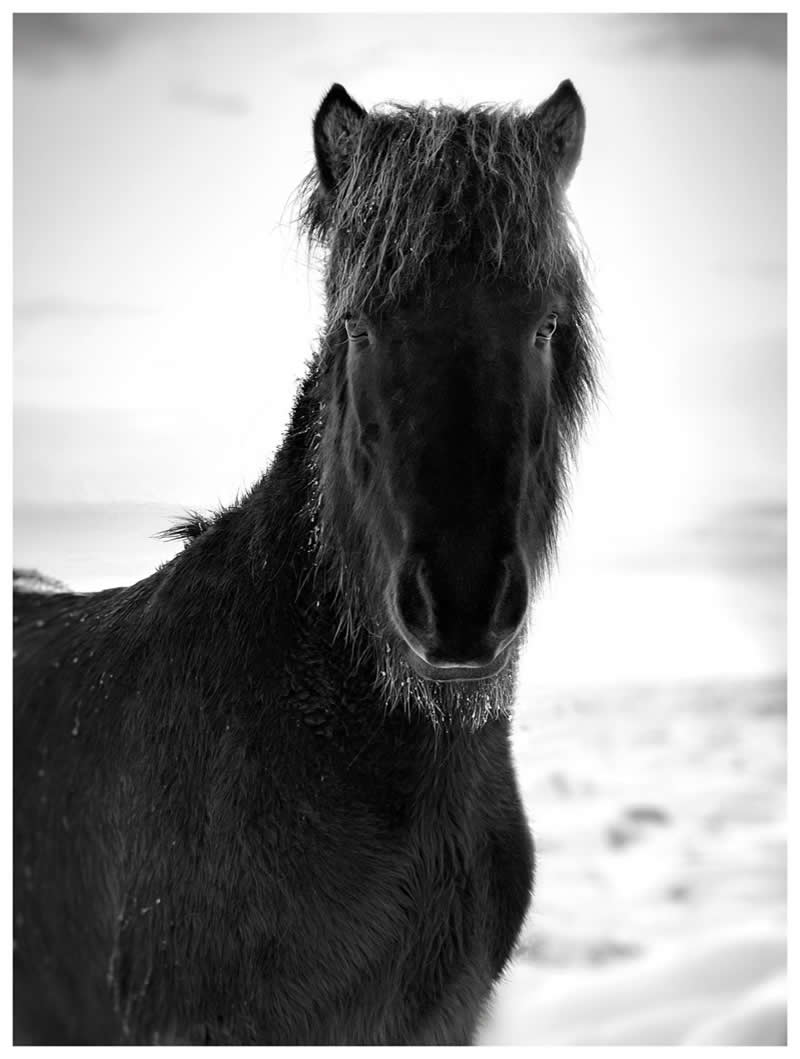 iPhone Photography Awards 2026: 40 Winners That Prove Vision Matters More Than Gear 51 Animals: 2nd Place Winner by Barry Mayes, United Kingdom - iPhone Photography Awards 2026 Winners
