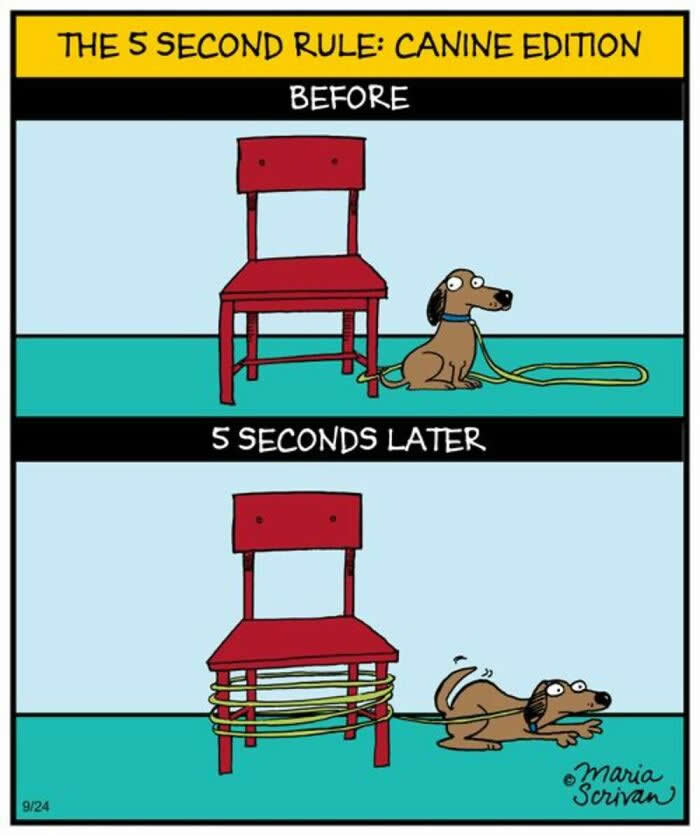 Hilarious Funny Dog Comics by Maria Scrivan