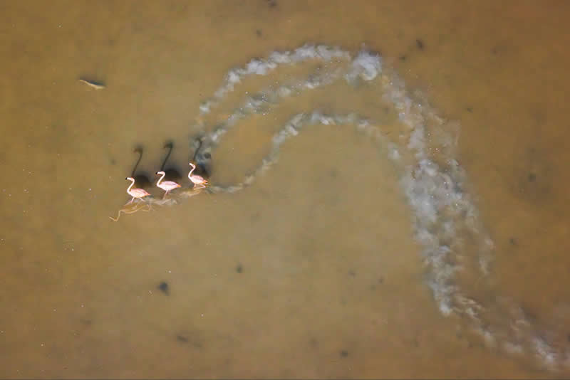 Wildlife, Birds - Winner: March of the Flamingos by Mark Ian Cook, United States - Mangrove Photography Awards 2026