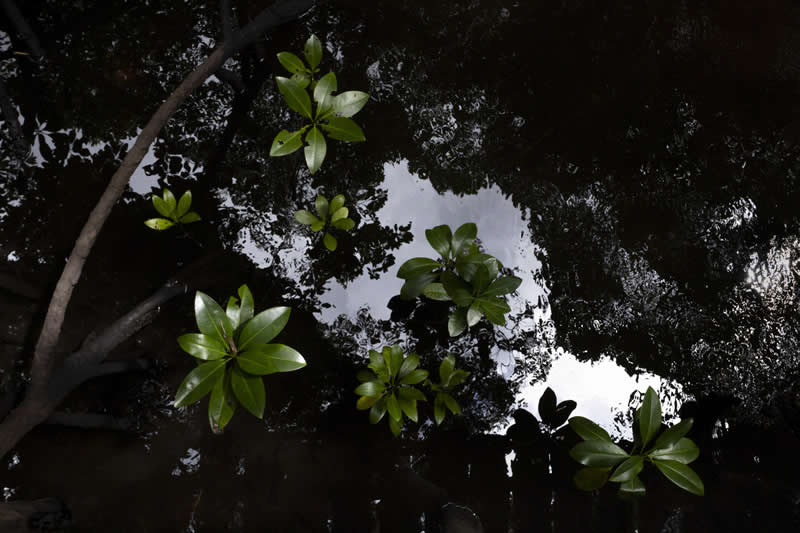Landscape, On the Ground - Runner Up: Canopy Illusion by Zeke Cordeiro, Tanzania - Mangrove Photography Awards 2026
