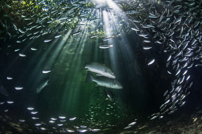 Underwater - Winner: Feeding grounds under the canopy by Ewan Tregarot, Netherlands Antilles - Mangrove Photography Awards 2026
