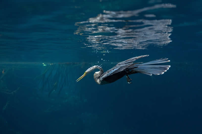 Underwater - Runner Up: The silent hunter by Valentina Cucchiara, Mexico - Mangrove Photography Awards 2026