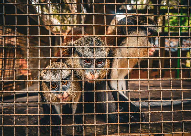 Threats - Runner Up: Eyes that ask why by Tosan Dudun, Nigeria - Mangrove Photography Awards 2026