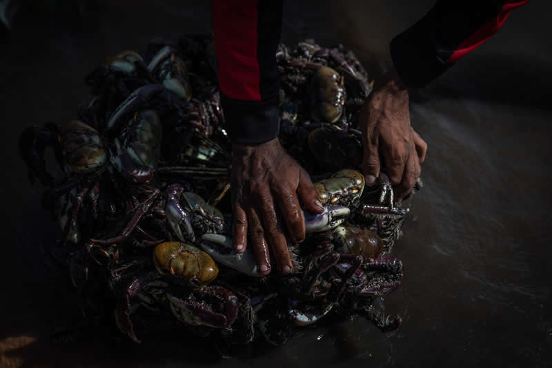 People, Livelihoods - Winner: String of Crabs by Roosevelt Cassio, Brazil - Mangrove Photography Awards 2026