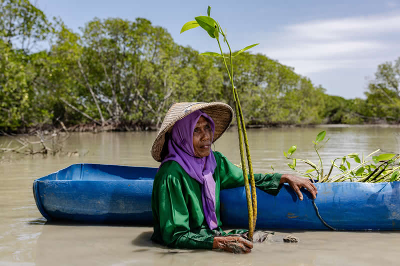 People, Conservation & Restoration - Winner: Seeds of hope from a coastal village by Garry Lotulung, Indonesia - Mangrove Photography Awards 2026