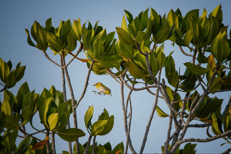 Wildlife, Birds - Runner Up: Indian White-eye by Erfan Samanfar, Iran - Mangrove Photography Awards 2026