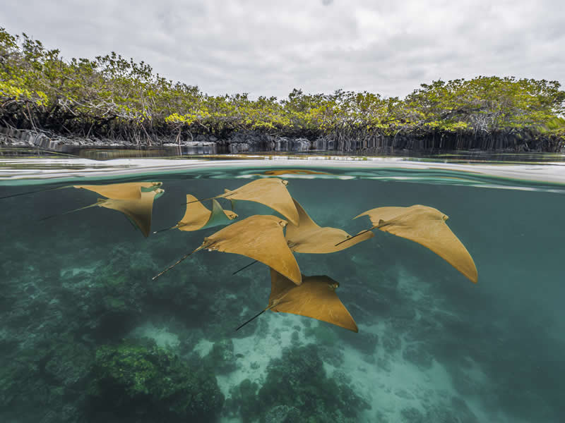 Portfolio, Conservation Stories - Runner Up: Mangroves of the Enchanted Islands by Pelayo Salinas de León, Ecuador - Mangrove Photography Awards 2026
