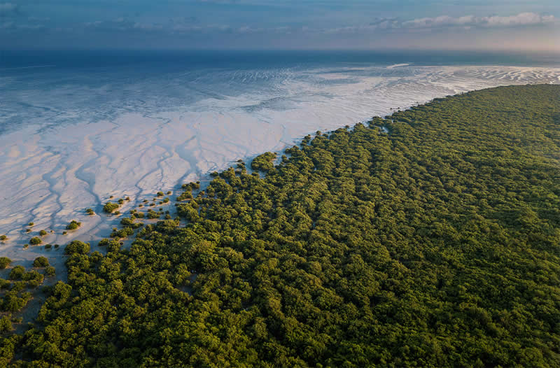 Arabian Gulf Award - Winner: Where the Mangroves Breathe by Abdullah Alsheikh, Saudi Arabia - Mangrove Photography Awards 2026
