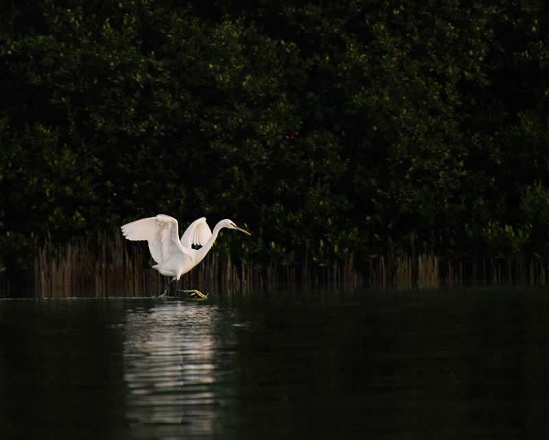 Arabian Gulf Award - Runner Up: he White Wings in the Safe Haven by Fatimah Ahmad Alsayegh, Saudi Arabia - Mangrove Photography Awards 2026