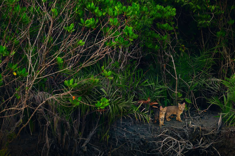 Wildlife, Mammals - Winner: Where the Mangroves Begin by Kallol Mukherjee, India - Mangrove Photography Awards 2026