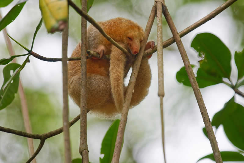 Wildlife, Mammals - Runner Up: Fast Asleep by Kerron Noel, Trinidad & Tobago - Mangrove Photography Awards 2026