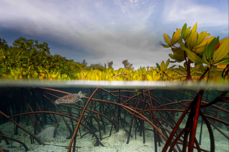 Wildlife, Other Species - Winner: Seeking Refuge in the Mangroves by Evan Cooper, Bahamas - Mangrove Photography Awards 2026