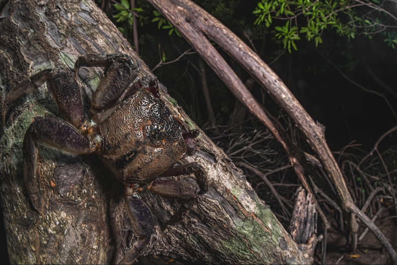 Wildlife, Other Species - Runner Up: Blending into the bark by Dmitry Ivanov, Vietnam - Mangrove Photography Awards 2026