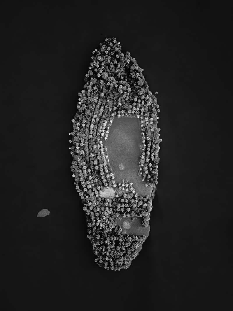 Landscape, Black & White - Winner: Footprint of the Earth by Abijith Soman, India - Mangrove Photography Awards 2026