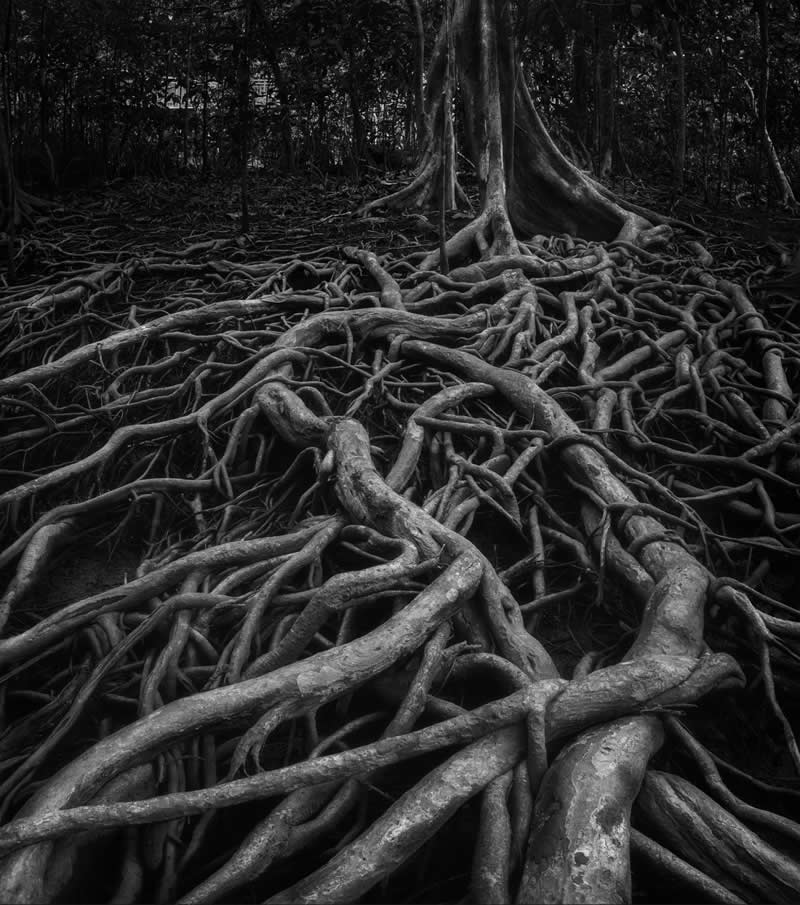 Landscape, Black & White - Runner Up: Root of the solution by Vladimir Borzykin, Thailand - Mangrove Photography Awards 2026