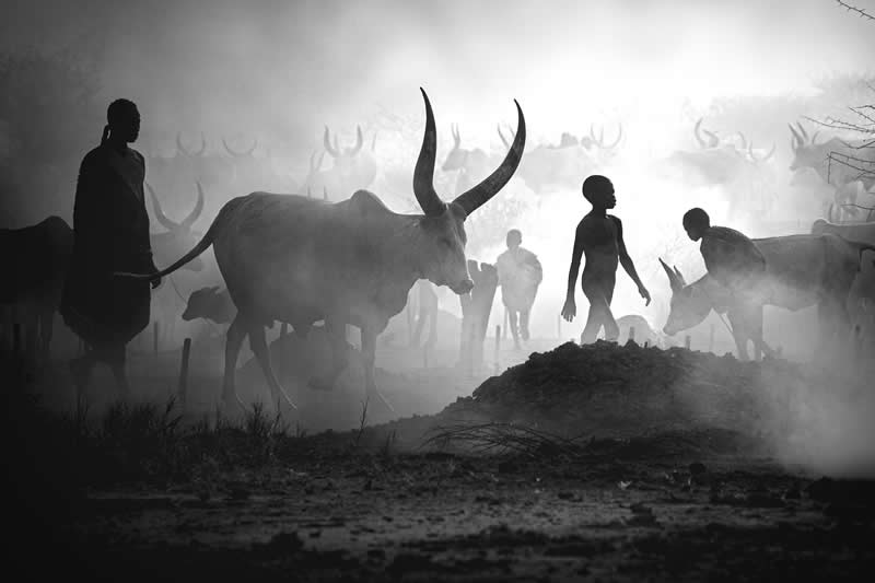2nd Place Winner: Mundari cattle camp by Svetlin Yosifov, Bulgaria - Academy Photo Awards 2026 Black and White Winners