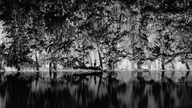 Forest by Sihang Chen, China - Academy Photo Awards 2026 Black and White Winners