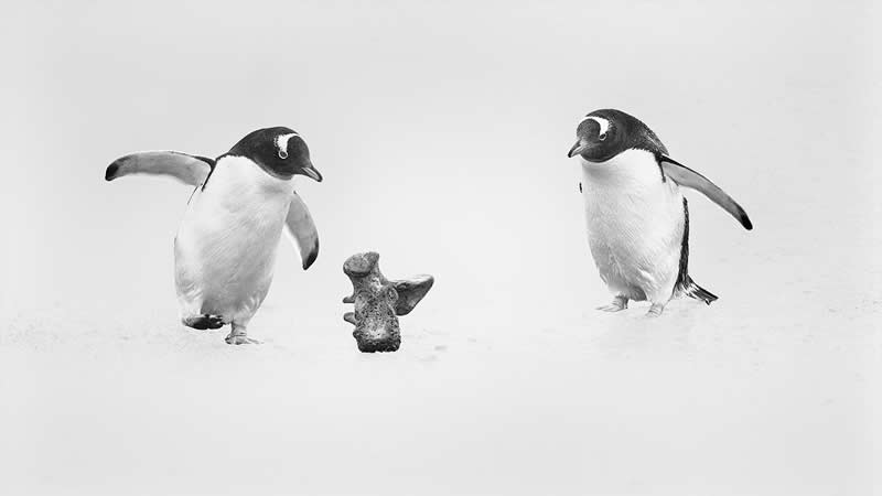 Let's Play Together by Xuejun Long, China - Academy Photo Awards 2026 Black and White Winners