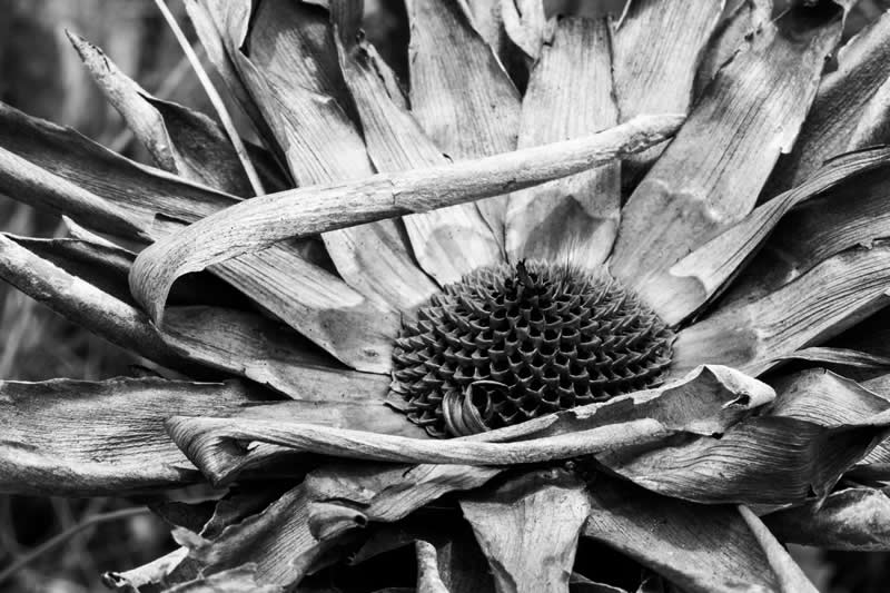 Lifeworlds by Ingrid Schudel, South Africa - Academy Photo Awards 2026 Black and White Winners