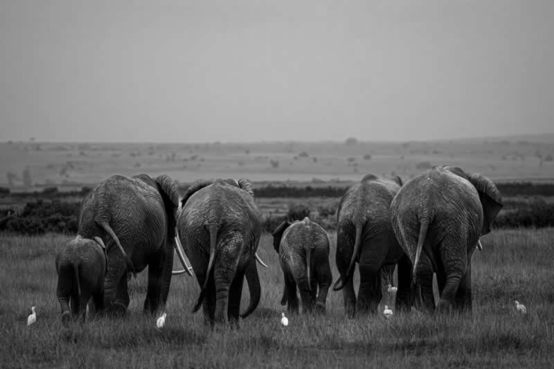 Echoes of Survival by Tinesh Sritharan, Malaysia - Academy Photo Awards 2026 Black and White Winners