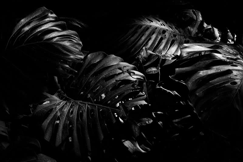 Dark Woods by Sergio Graça, Brazil - Academy Photo Awards 2026 Black and White Winners
