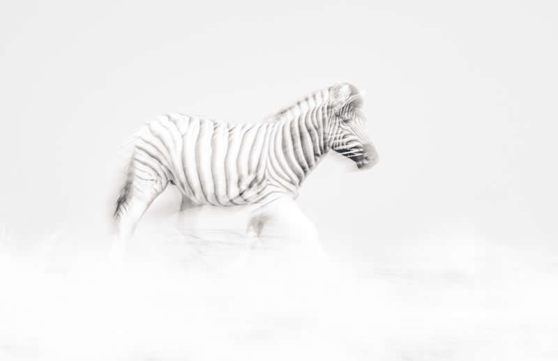 The Tale of the Quiet Wanderer by Sabine Miorini, Austria - Academy Photo Awards 2026 Black and White Winners