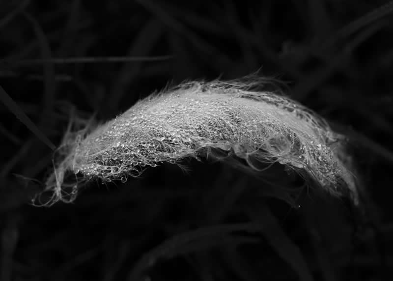 Dressed in Dew by Heather Smith, Australia - Academy Photo Awards 2026 Black and White Winners