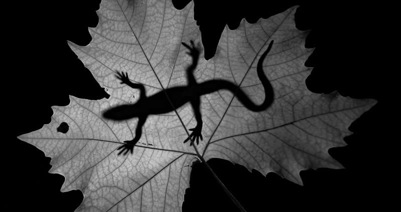 Silhouette of the hunter by Fatih yılmaz, Türkiye - Academy Photo Awards 2026 Black and White Winners