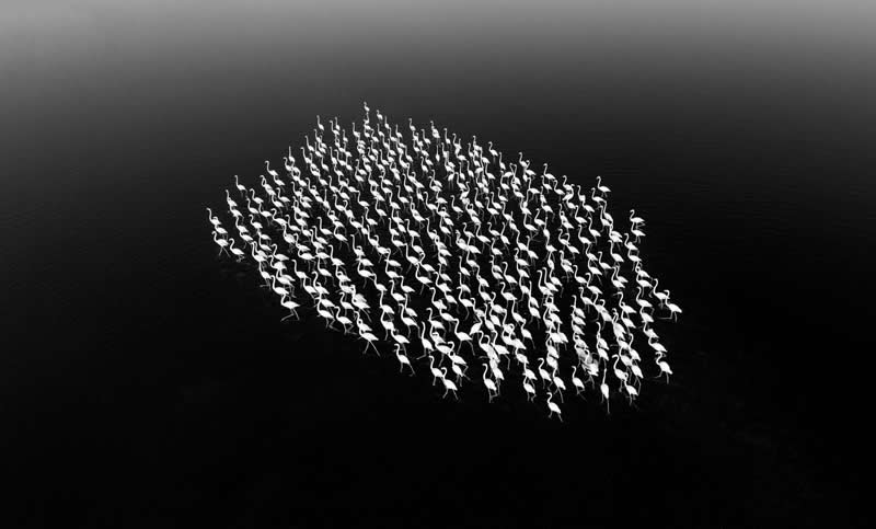 The song of flamingos by Rota Defterim by Türkiye - Academy Photo Awards 2026 Black and White Winners