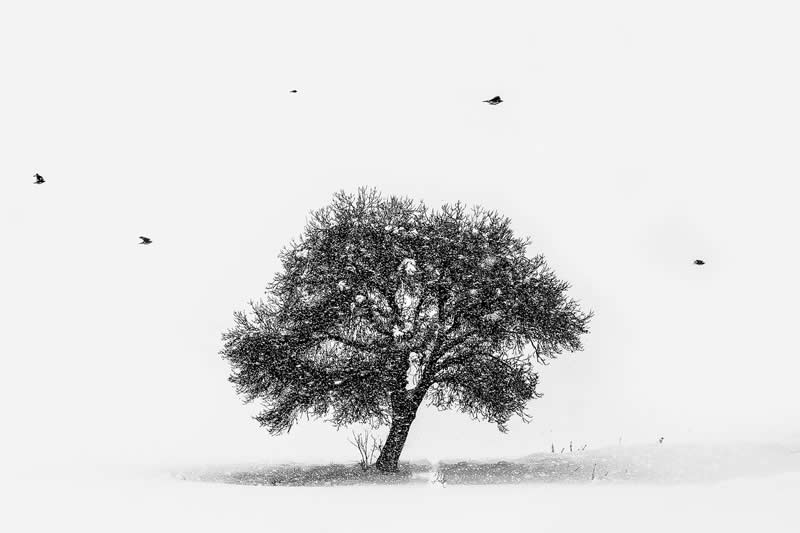 Lady of nature by Sahand Nakhaei, Iran - Academy Photo Awards 2026 Black and White Winners