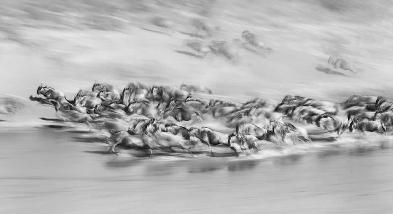 Galloping by Xuejun Long, China - Academy Photo Awards 2026 Black and White Winners