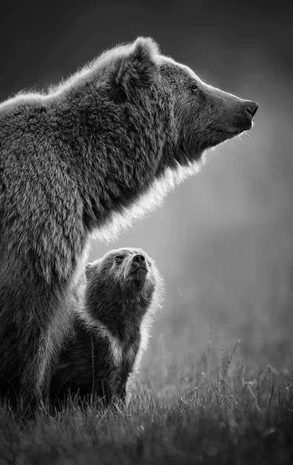 Nature Unleashed: 24 Winning Wildlife Photos from The Artist Gallery Awards 2026 28 2nd Place Winner: My Hero by Preeti & Prashant Chacko, India - The Artist Gallery Awards 2026 Wildlife Winners