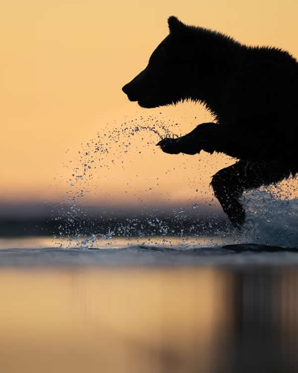 Nature Unleashed: 24 Winning Wildlife Photos from The Artist Gallery Awards 2026 37 Chasing Breakfast by Charles Janson, USA - The Artist Gallery Awards 2026 Wildlife Winners