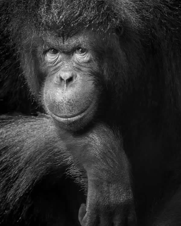 Nature Unleashed: 24 Winning Wildlife Photos from The Artist Gallery Awards 2026 38 Pose of the Wild by Dev Kumar, Malaysia - The Artist Gallery Awards 2026 Wildlife Winners