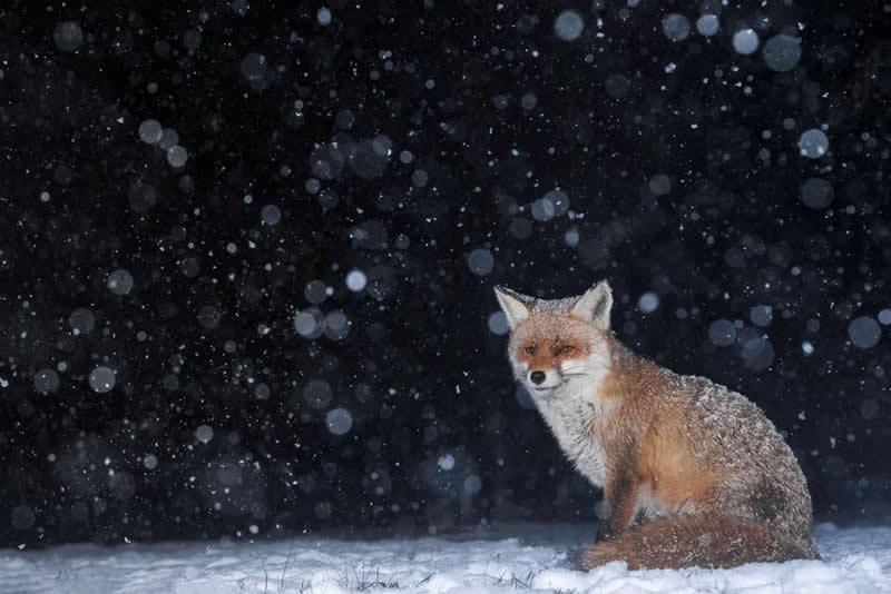 Nature Unleashed: 24 Winning Wildlife Photos from The Artist Gallery Awards 2026 39 Under the Falling Snow by Kyle Moore, United Kingdom - The Artist Gallery Awards 2026 Wildlife Winners