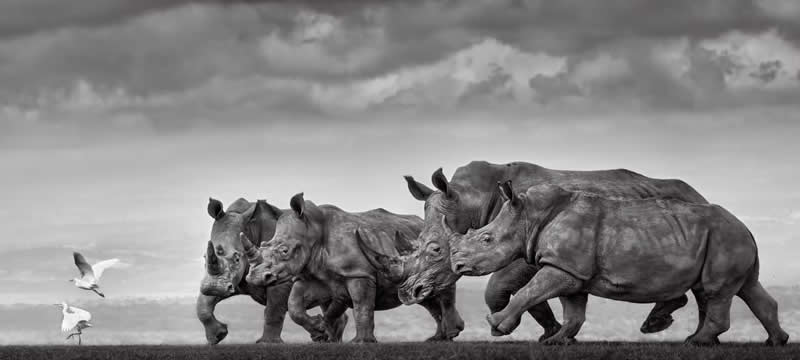 Nature Unleashed: 24 Winning Wildlife Photos from The Artist Gallery Awards 2026 40 The Rugby Players by Preeti & Prashant Chacko, India - The Artist Gallery Awards 2026 Wildlife Winners