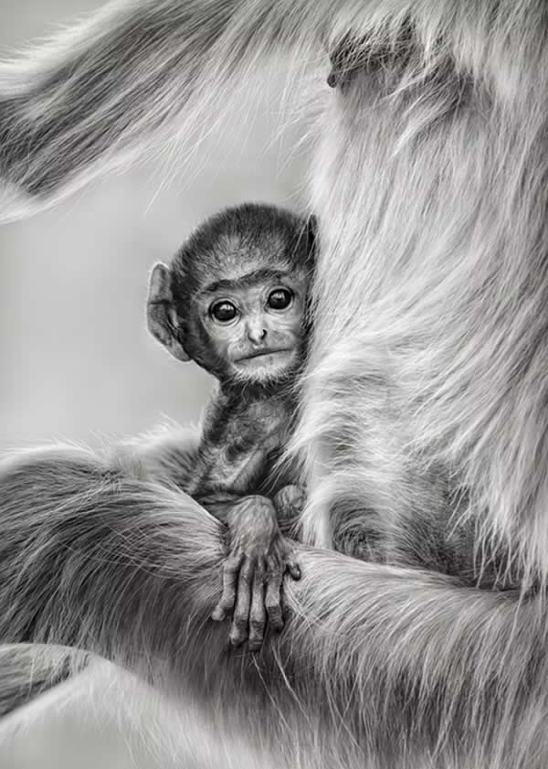 Nature Unleashed: 24 Winning Wildlife Photos from The Artist Gallery Awards 2026 41 Innocence by Preeti & Prashant Chacko, India - The Artist Gallery Awards 2026 Wildlife Winners