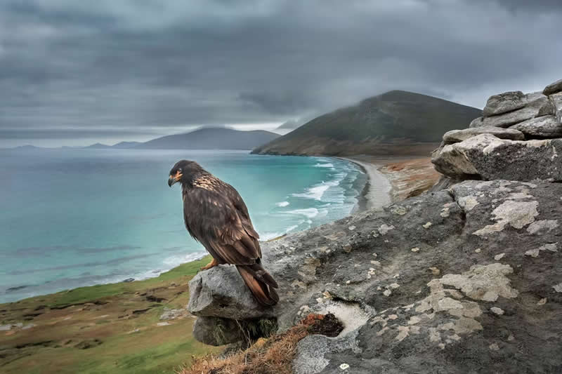 Nature Unleashed: 24 Winning Wildlife Photos from The Artist Gallery Awards 2026 42 The Observer by Dario Podesta, Argentina - The Artist Gallery Awards 2026 Wildlife Winners