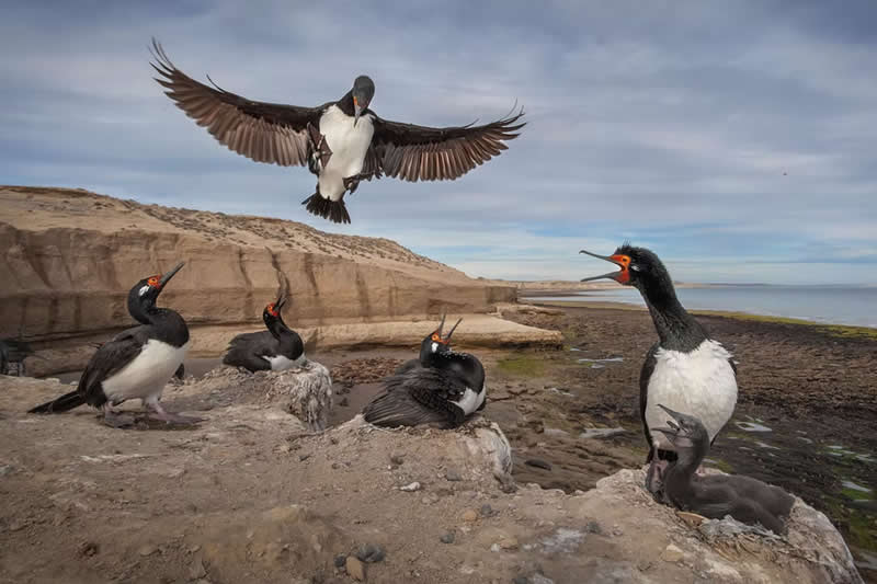 Nature Unleashed: 24 Winning Wildlife Photos from The Artist Gallery Awards 2026 43 Cormorant Landing by Dario Podesta, Argentina - The Artist Gallery Awards 2026 Wildlife Winners