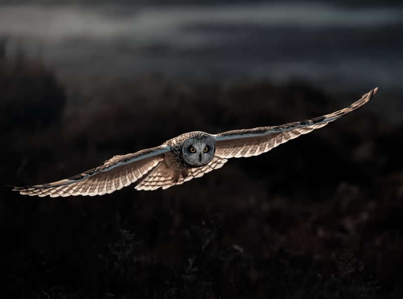 Nature Unleashed: 24 Winning Wildlife Photos from The Artist Gallery Awards 2026 45 The Silent Hunter by Panagiotis Xaxiris, Greece - The Artist Gallery Awards 2026 Wildlife Winners