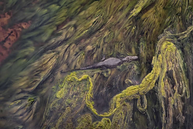 Nature Unleashed: 24 Winning Wildlife Photos from The Artist Gallery Awards 2026 46 Algal Blanket by Dario Podesta, Argentina - The Artist Gallery Awards 2026 Wildlife Winners