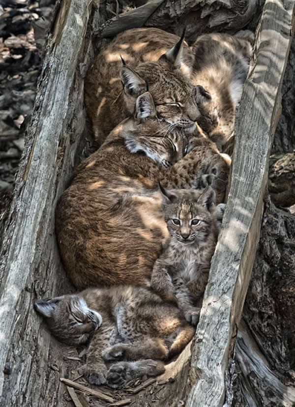 Nature Unleashed: 24 Winning Wildlife Photos from The Artist Gallery Awards 2026 47 Lynx Family by Roberto Carnevali, Italy - The Artist Gallery Awards 2026 Wildlife Winners