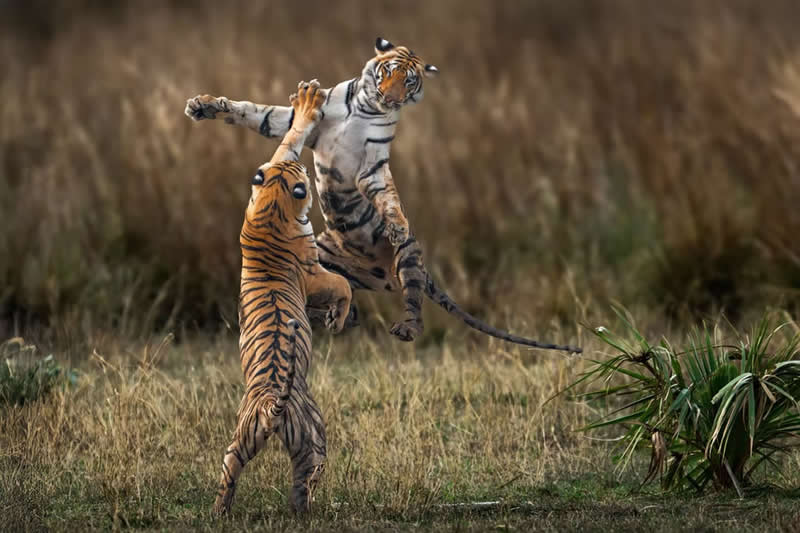 Nature Unleashed: 24 Winning Wildlife Photos from The Artist Gallery Awards 2026 48 Rite of Passage by Somdutt Prasad, India - The Artist Gallery Awards 2026 Wildlife Winners