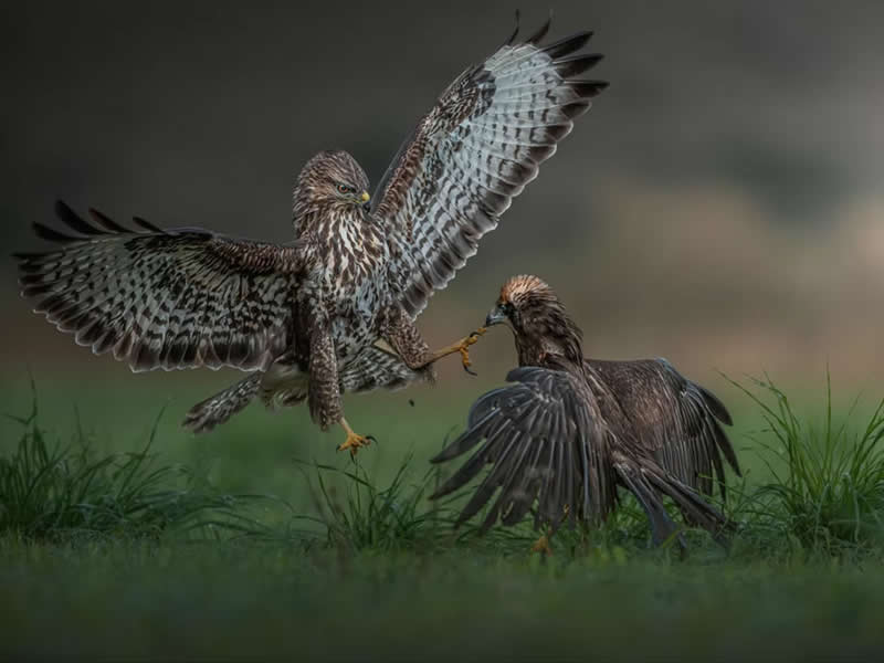 Nature Unleashed: 24 Winning Wildlife Photos from The Artist Gallery Awards 2026 49 Attack from Above by Panagiotis Xaxiris, Greece - The Artist Gallery Awards 2026 Wildlife Winners